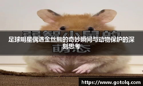 足球明星偶遇金丝熊的奇妙瞬间与动物保护的深刻思考