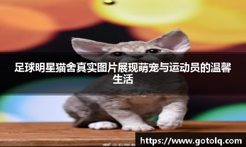 足球明星猫舍真实图片展现萌宠与运动员的温馨生活